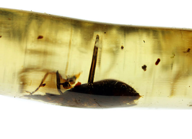 希少！甲虫類を内包したマダガスカル産コーパル（Copal）（その8）