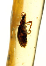 希少！甲虫類を内包したマダガスカル産コーパル（Copal）