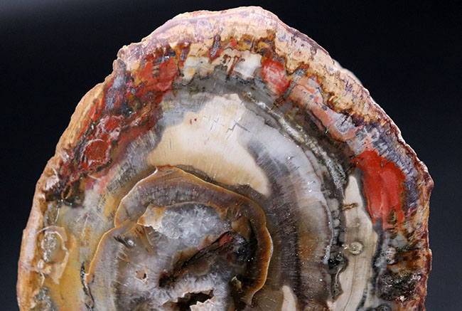 全体がジャスパー化した、宝石のような珪化木（Petrified wood）。およそ２億前の木の幹が化石に！（その3）