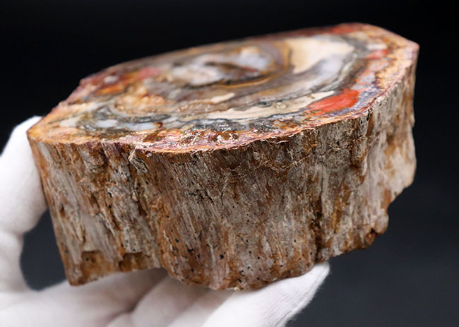 全体がジャスパー化した、宝石のような珪化木（Petrified wood）。およそ２億前の木の幹が化石に！（その7）