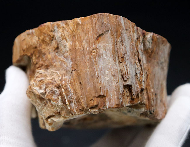 全体がジャスパー化した、宝石のような珪化木（Petrified wood）。およそ２億前の木の幹が化石に！（その8）