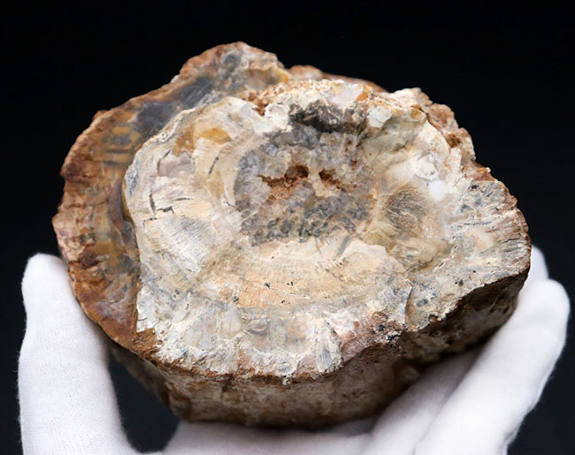 全体がジャスパー化した、宝石のような珪化木（Petrified wood）。およそ２億前の木の幹が化石に！（その9）