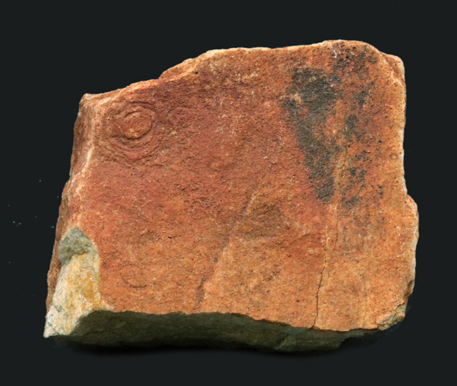 希少性MAX！オールドコレクション！極めて希少なエディアカラ動物群