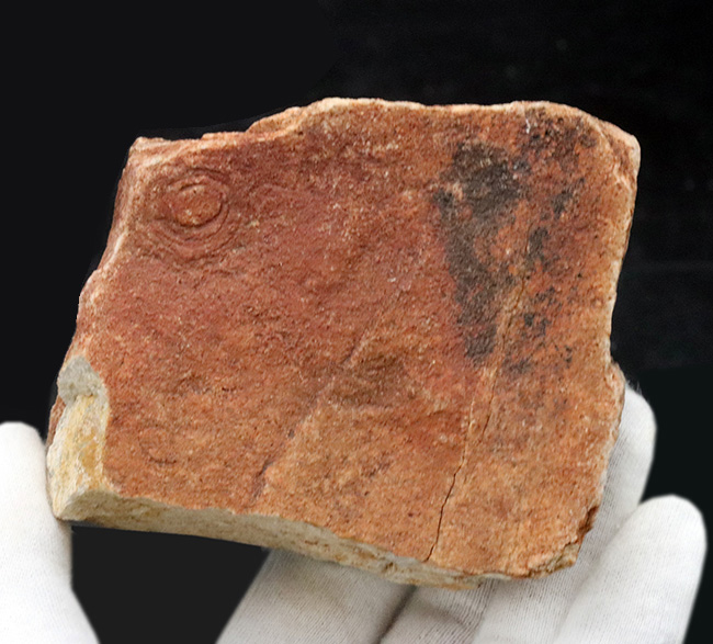 ※希少 Heliomedusa orienta 化石 ヘリオメデューサ 澄江動物 希少 Heliomedusa orienta 化石 ヘリオメデューサ 澄江動物