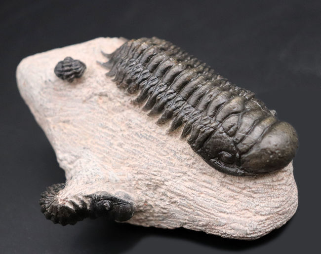 三葉虫、クロタロセファルス・ギブス(Crotalocephalus gibbus)の化石。三体の三葉虫が一つの母岩に同居したマルチプレート標本(その1)
