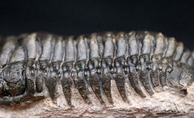 三葉虫、クロタロセファルス・ギブス（Crotalocephalus gibbus）の化石。三体の三葉虫が一つの母岩に同居したマルチプレート標本（その10）