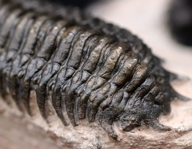 三葉虫、クロタロセファルス・ギブス（Crotalocephalus gibbus）の化石。三体の三葉虫が一つの母岩に同居したマルチプレート標本（その11）