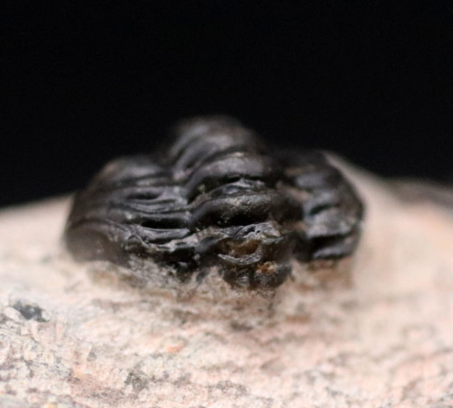 三葉虫、クロタロセファルス・ギブス(Crotalocephalus gibbus)の化石。三体の三葉虫が一つの母岩に同居したマルチプレート標本(その12)