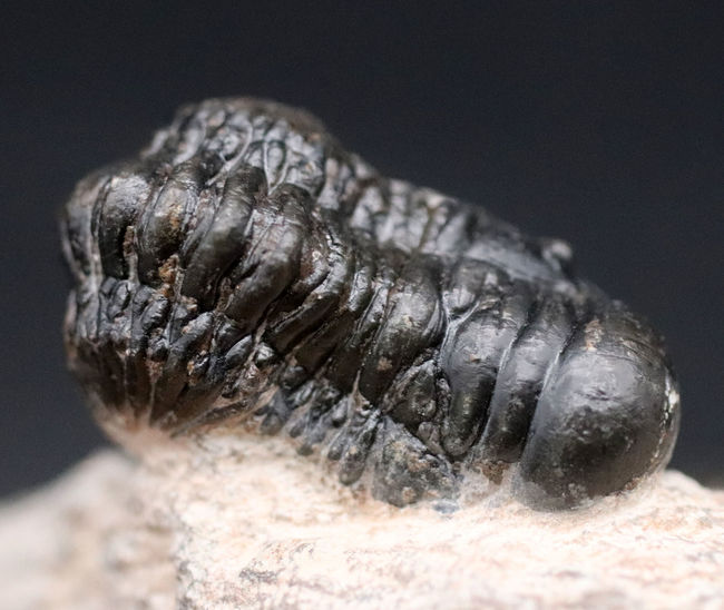 三葉虫、クロタロセファルス・ギブス(Crotalocephalus gibbus)の化石。三体の三葉虫が一つの母岩に同居したマルチプレート標本(その13)