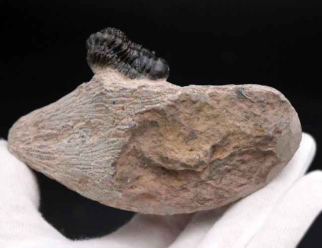 三葉虫、クロタロセファルス・ギブス(Crotalocephalus gibbus)の化石。三体の三葉虫が一つの母岩に同居したマルチプレート標本(その14)
