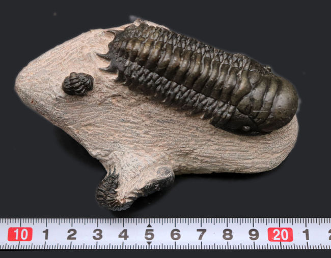 三葉虫、クロタロセファルス・ギブス(Crotalocephalus gibbus)の化石。三体の三葉虫が一つの母岩に同居したマルチプレート標本(その15)