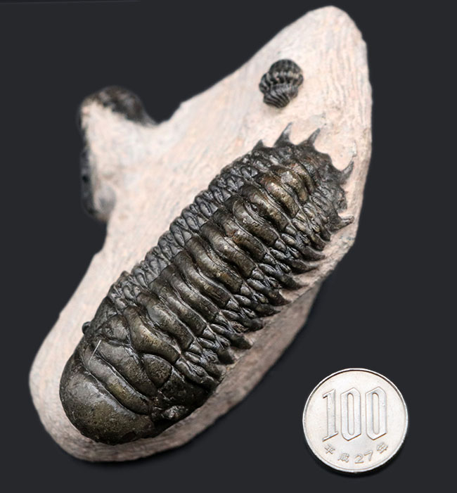 三葉虫、クロタロセファルス・ギブス(Crotalocephalus gibbus)の化石。三体の三葉虫が一つの母岩に同居したマルチプレート標本(その16)
