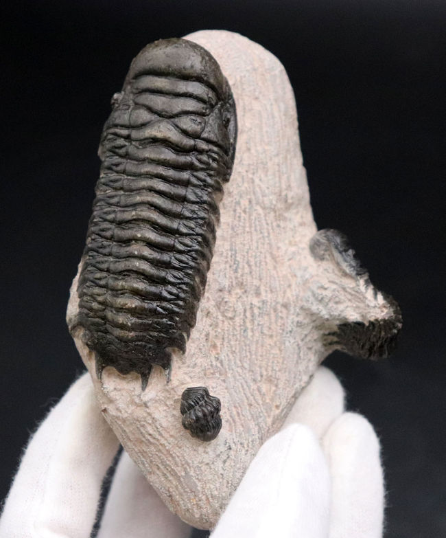 三葉虫、クロタロセファルス・ギブス（Crotalocephalus gibbus）の化石。三体の三葉虫が一つの母岩に同居したマルチプレート標本（その2）