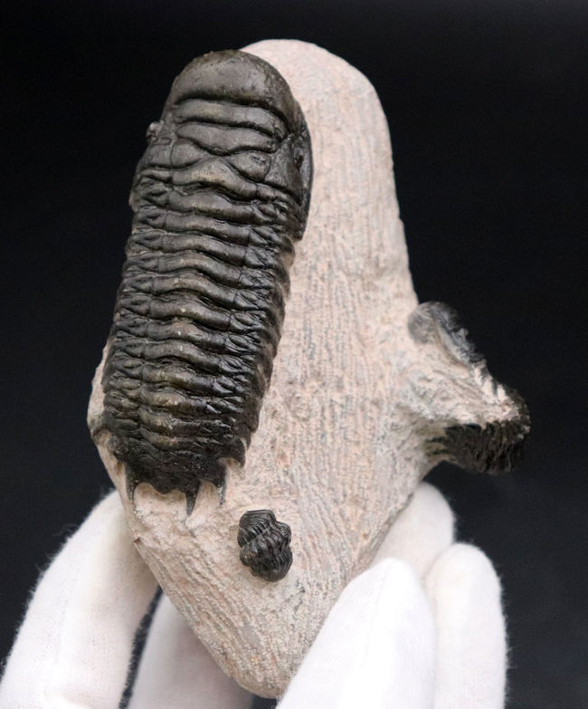 三葉虫、クロタロセファルス・ギブス(Crotalocephalus gibbus)の化石。三体の三葉虫が一つの母岩に同居したマルチプレート標本(その2)