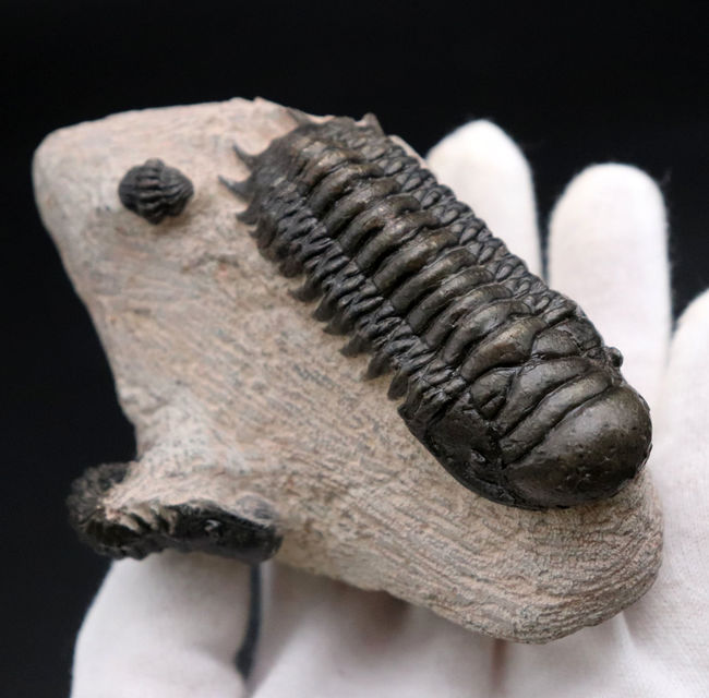 三葉虫、クロタロセファルス・ギブス(Crotalocephalus gibbus)の化石。三体の三葉虫が一つの母岩に同居したマルチプレート標本(その3)