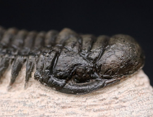 三葉虫、クロタロセファルス・ギブス(Crotalocephalus gibbus)の化石。三体の三葉虫が一つの母岩に同居したマルチプレート標本(その4)