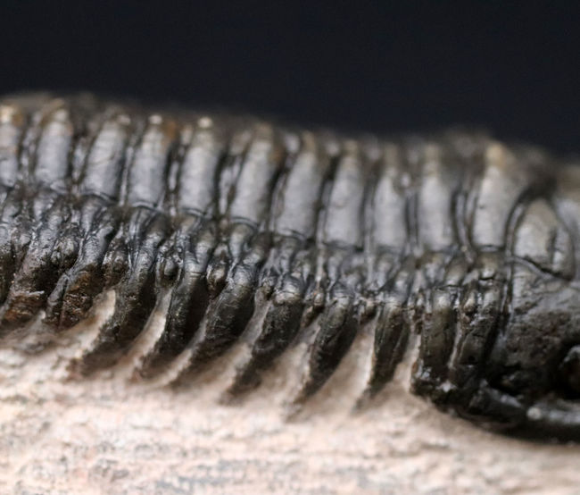 三葉虫、クロタロセファルス・ギブス(Crotalocephalus gibbus)の化石。三体の三葉虫が一つの母岩に同居したマルチプレート標本(その5)