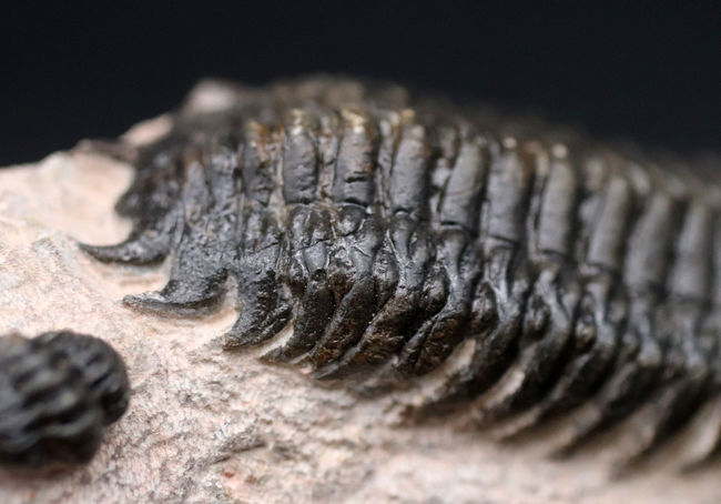 三葉虫、クロタロセファルス・ギブス(Crotalocephalus gibbus)の化石。三体の三葉虫が一つの母岩に同居したマルチプレート標本(その6)