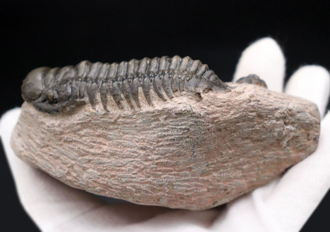 三葉虫、クロタロセファルス・ギブス（Crotalocephalus gibbus）の化石。三体の三葉虫が一つの母岩に同居したマルチプレート標本（その7）