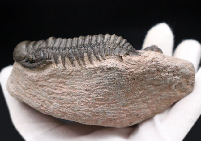 三葉虫、クロタロセファルス・ギブス(Crotalocephalus gibbus)の化石。三体の三葉虫が一つの母岩に同居したマルチプレート標本(その7)