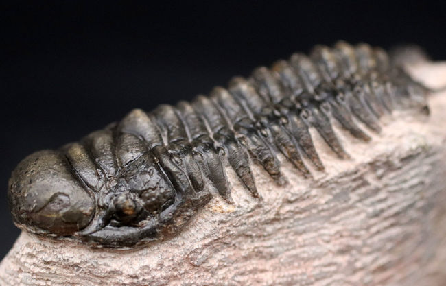 三葉虫、クロタロセファルス・ギブス(Crotalocephalus gibbus)の化石。三体の三葉虫が一つの母岩に同居したマルチプレート標本(その8)