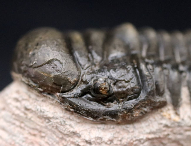 三葉虫、クロタロセファルス・ギブス(Crotalocephalus gibbus)の化石。三体の三葉虫が一つの母岩に同居したマルチプレート標本(その9)