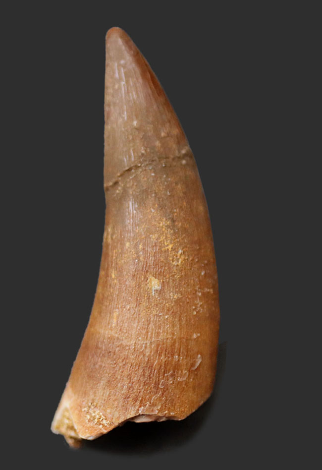 白亜紀の北アフリカ近海を縄張りにしていた首長竜、ザラファサウラオセニアス（Zarafasaura oceanis）の歯化石（その1）
