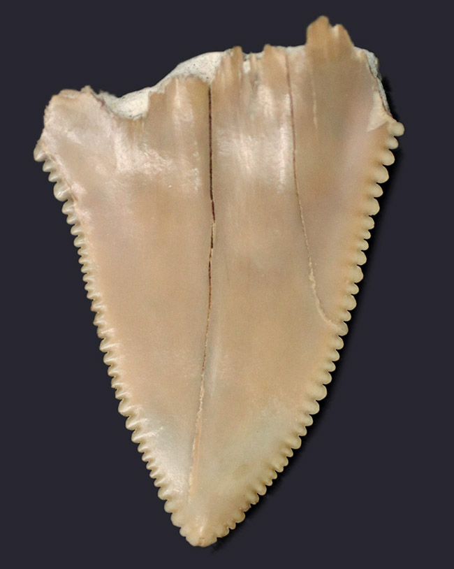 凄まじい保存状態！ナイフのようなセレーションが残存した、国産サメの歯化石。茨城県日立市産（その1）