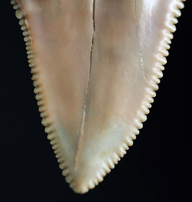 凄まじい保存状態！ナイフのようなセレーションが残存した、国産サメの歯化石。茨城県日立市産（その2）