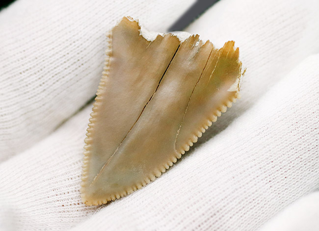凄まじい保存状態！ナイフのようなセレーションが残存した、国産サメの歯化石。茨城県日立市産（その3）
