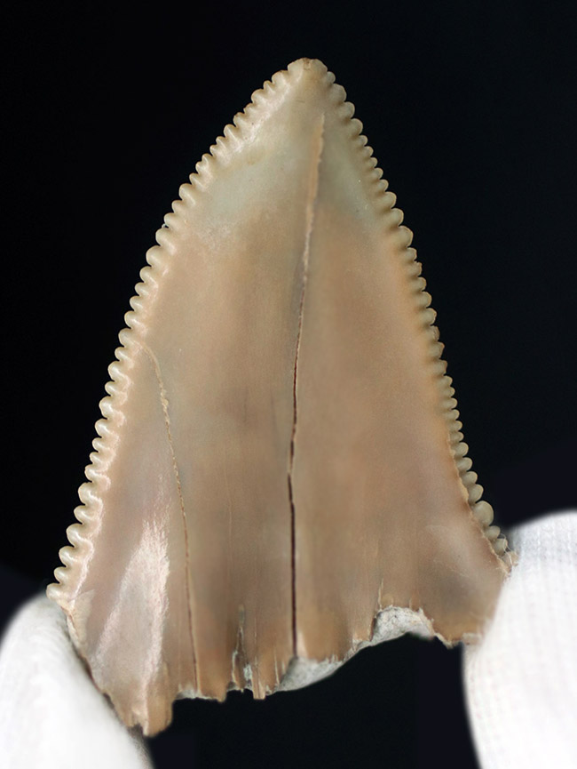 凄まじい保存状態！ナイフのようなセレーションが残存した、国産サメの歯化石。茨城県日立市産（その5）