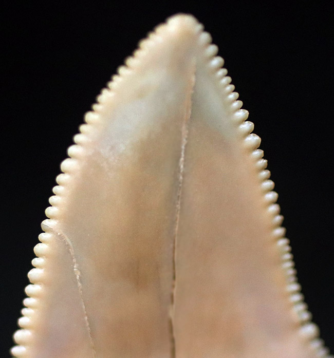 凄まじい保存状態！ナイフのようなセレーションが残存した、国産サメの歯化石。茨城県日立市産（その6）