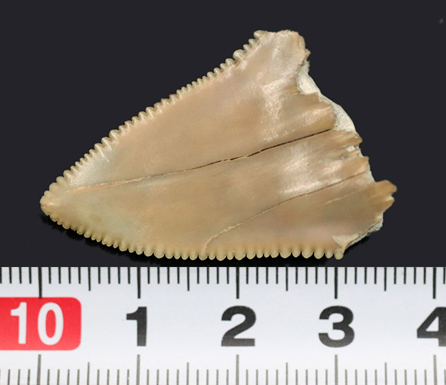 凄まじい保存状態！ナイフのようなセレーションが残存した、国産サメの歯化石。茨城県日立市産（その7）