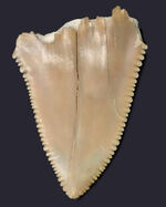 凄まじい保存状態！ナイフのようなセレーションが残存した、国産サメの歯化石。茨城県日立市産