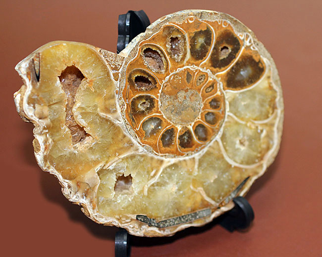 メノウ化が進んだ美しいマダガスカル産のアンモナイトのカット＆ポリッシュ標本。中生代白亜紀。（その10）