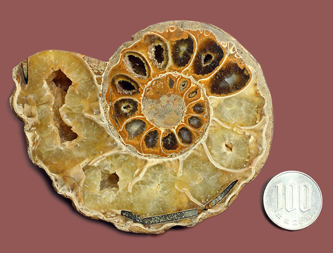メノウ化が進んだ美しいマダガスカル産のアンモナイトのカット＆ポリッシュ標本。中生代白亜紀。（その11）