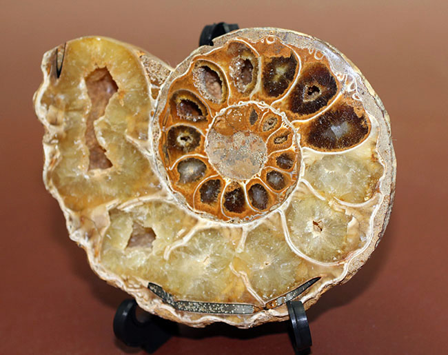 メノウ化が進んだ美しいマダガスカル産のアンモナイトのカット＆ポリッシュ標本。中生代白亜紀。（その2）