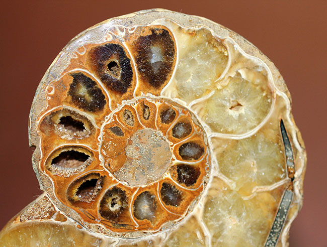 メノウ化が進んだ美しいマダガスカル産のアンモナイトのカット＆ポリッシュ標本。中生代白亜紀。（その3）