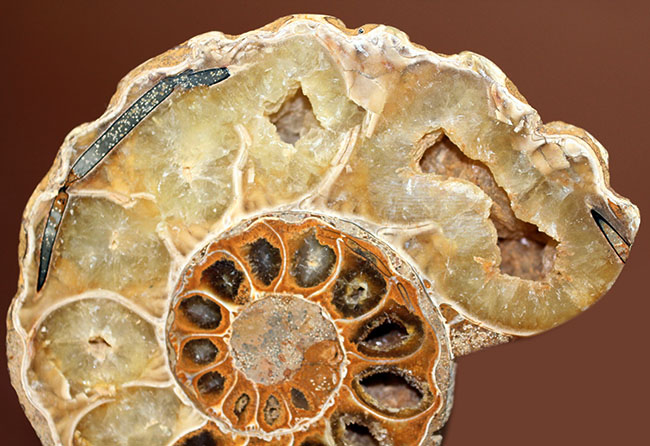 メノウ化が進んだ美しいマダガスカル産のアンモナイトのカット＆ポリッシュ標本。中生代白亜紀。（その5）