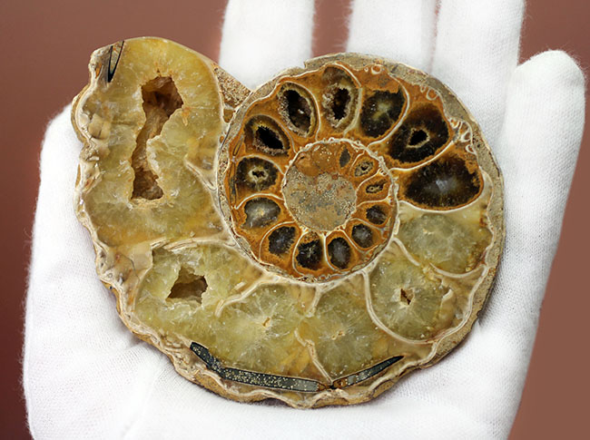 メノウ化が進んだ美しいマダガスカル産のアンモナイトのカット＆ポリッシュ標本。中生代白亜紀。（その6）