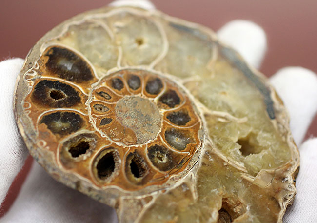 メノウ化が進んだ美しいマダガスカル産のアンモナイトのカット＆ポリッシュ標本。中生代白亜紀。（その7）