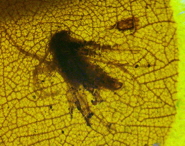 網目状の植物片に心を奪われる……透明度の高い、美しい飴色が魅力のミャンマー琥珀・バーマイト（Burmite）（その1）