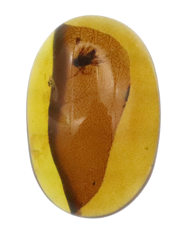 網目状の植物片に心を奪われる……透明度の高い、美しい飴色が魅力のミャンマー琥珀・バーマイト（Burmite）（その2）