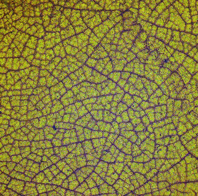 網目状の植物片に心を奪われる……透明度の高い、美しい飴色が魅力のミャンマー琥珀・バーマイト（Burmite）（その4）
