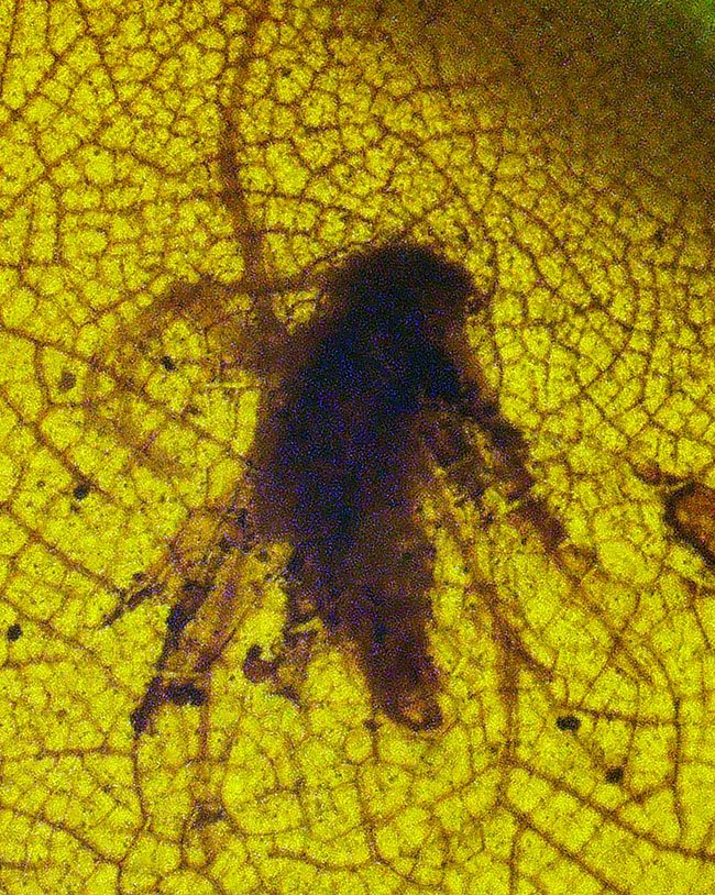 網目状の植物片に心を奪われる……透明度の高い、美しい飴色が魅力のミャンマー琥珀・バーマイト（Burmite）（その5）