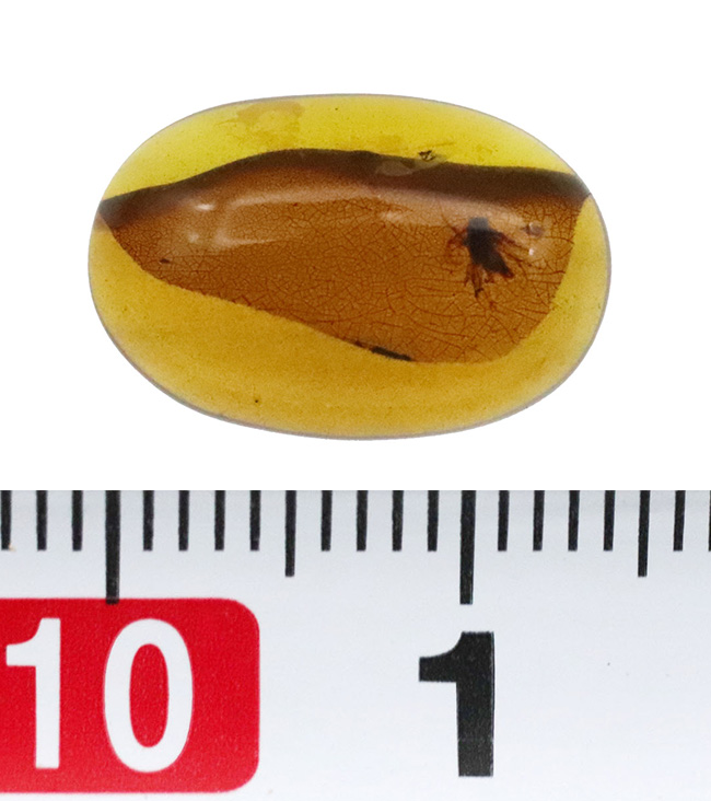 網目状の植物片に心を奪われる……透明度の高い、美しい飴色が魅力のミャンマー琥珀・バーマイト（Burmite）（その8）