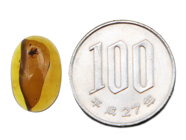 網目状の植物片に心を奪われる……透明度の高い、美しい飴色が魅力のミャンマー琥珀・バーマイト（Burmite）（その9）