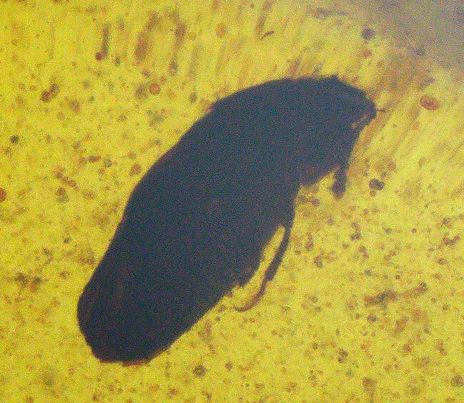 甲虫に似た昆虫や植物片あり!約1億年前の恐竜時代の琥珀、バーマイト(Burmite)(その1)