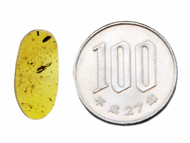 甲虫に似た昆虫や植物片あり!約1億年前の恐竜時代の琥珀、バーマイト(Burmite)(その10)