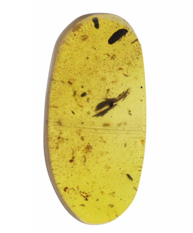 甲虫に似た昆虫や植物片あり!約1億年前の恐竜時代の琥珀、バーマイト(Burmite)(その2)